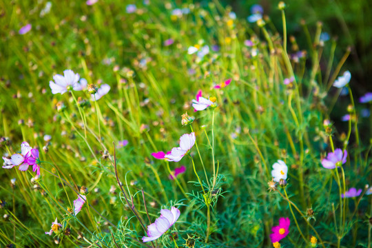 桑格花