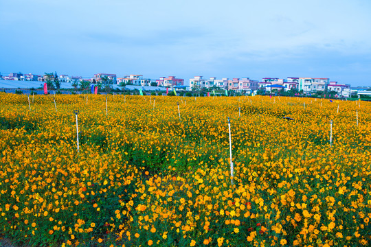 花海