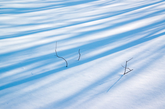 雪地上树影