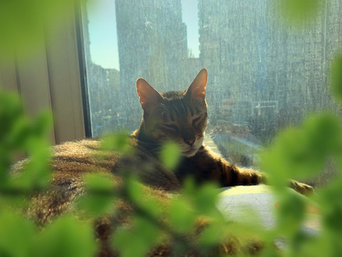窗台上的猫