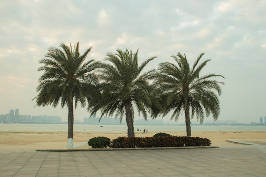 沙滩风景椰树林