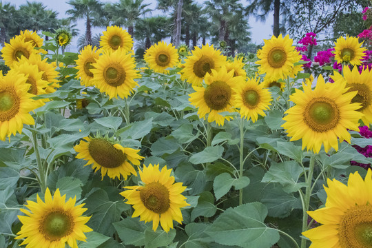 太阳花