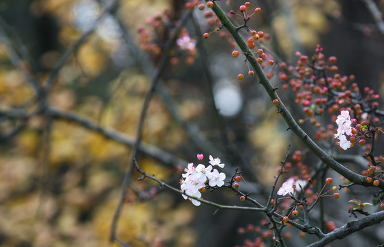 海棠花