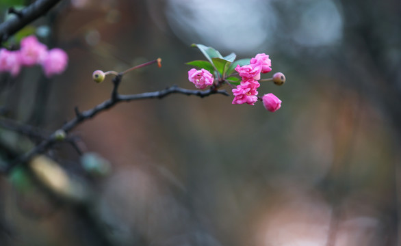 海棠花