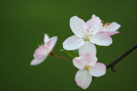 海棠花