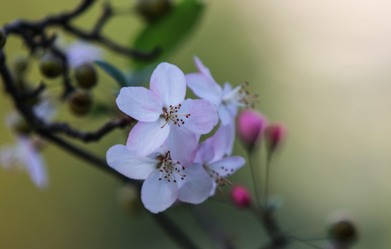 海棠花