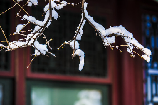 北京颐和园雪景玉兰傲雪
