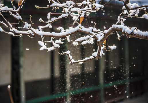 北京颐和园雪景玉兰傲雪