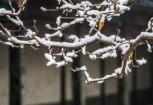 北京颐和园雪景玉兰傲雪