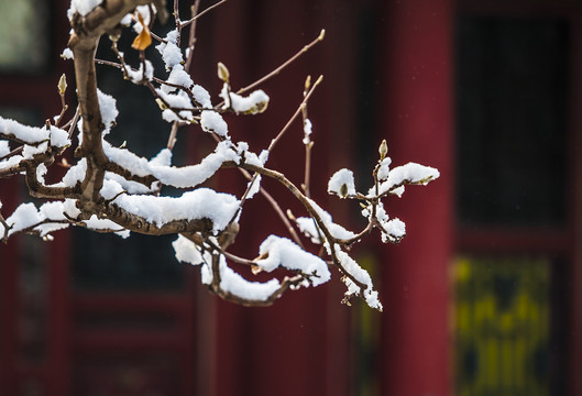 北京颐和园雪景玉兰傲雪