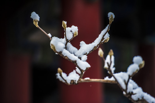 北京颐和园雪景玉兰傲雪