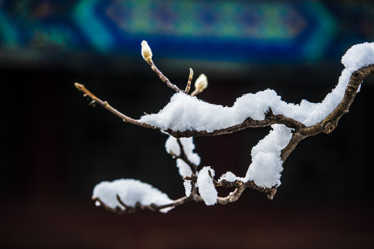 北京颐和园雪景玉兰傲雪