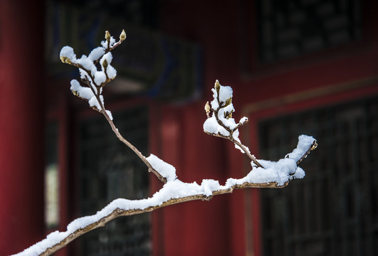 北京颐和园雪景玉兰傲雪