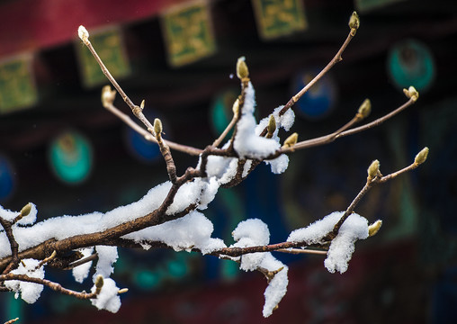 北京颐和园雪景玉兰傲雪