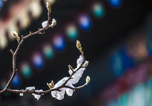 北京颐和园雪景玉兰傲雪