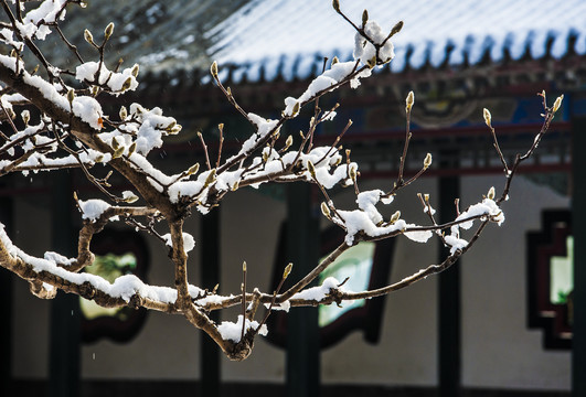 北京颐和园雪景玉兰傲雪