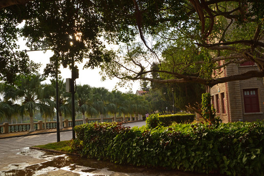 厦门大学校园风景