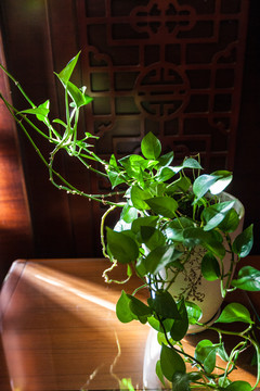 室内盆景花瓶绿萝2