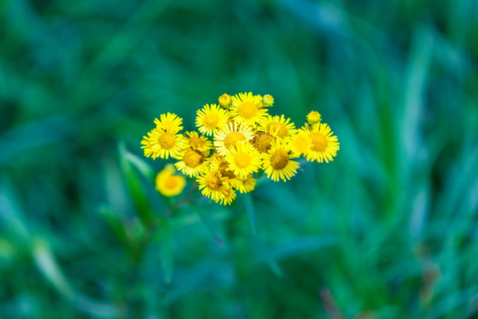 鲜花草地特写素材4