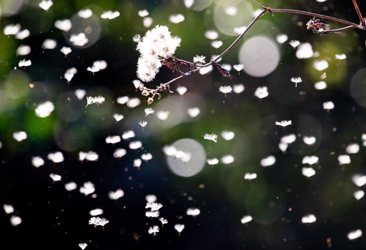 野花飞舞似雪花