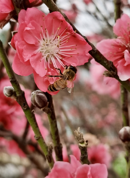 桃花与蜜蜂