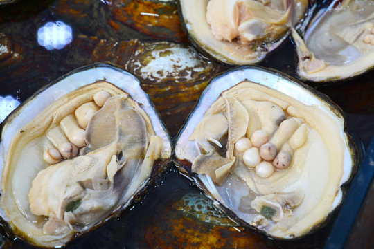 天然淡水珍珠蚌