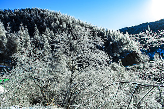 雪景