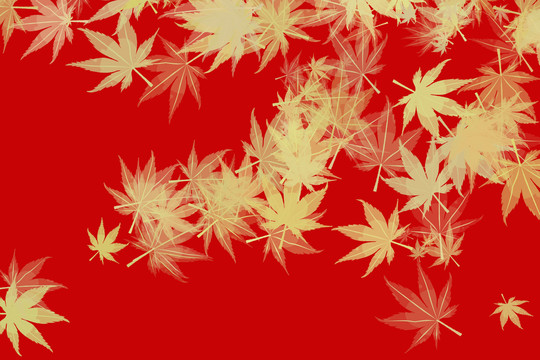 黃色楓葉