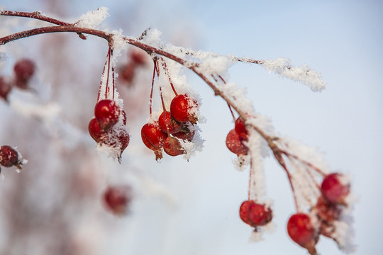 雪淞红果