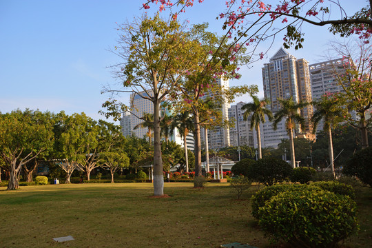 城市公园风景