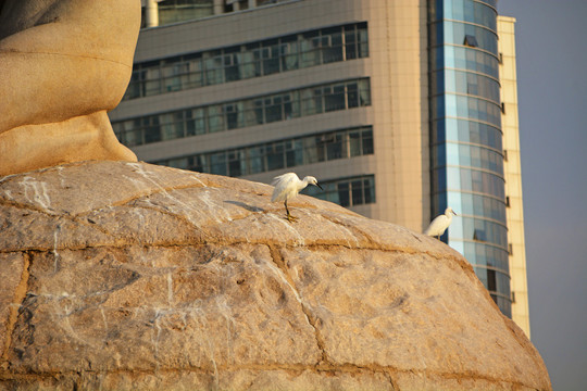 站在雕塑上的白鹭