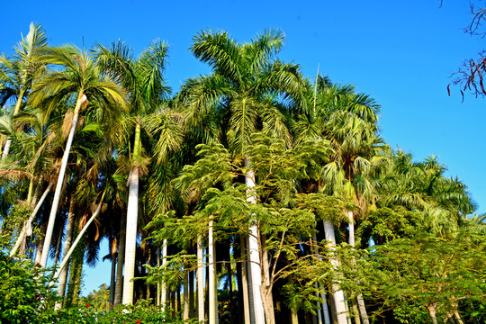 茂密的棕榈树