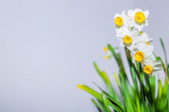 水仙花