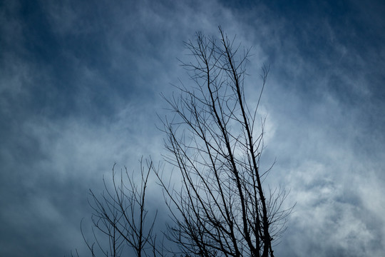 天空下的枯树