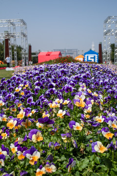 花团锦簇