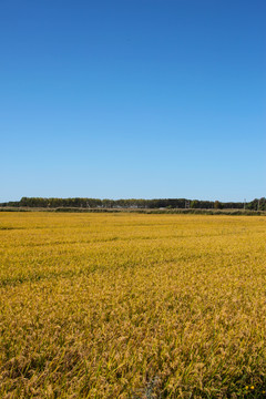 水稻田地