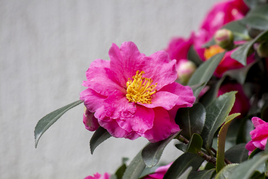 高清写意茶花特写