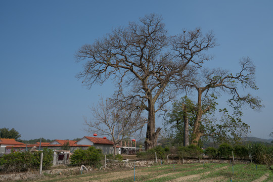 秀田古树