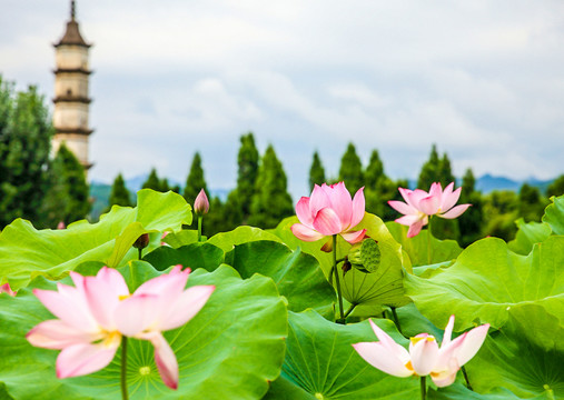 新叶村