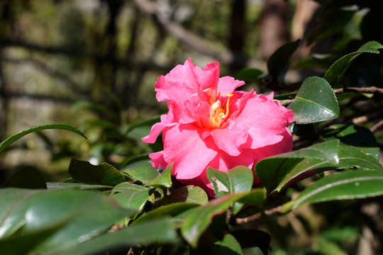 山茶花