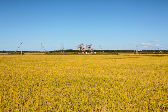 水稻田地