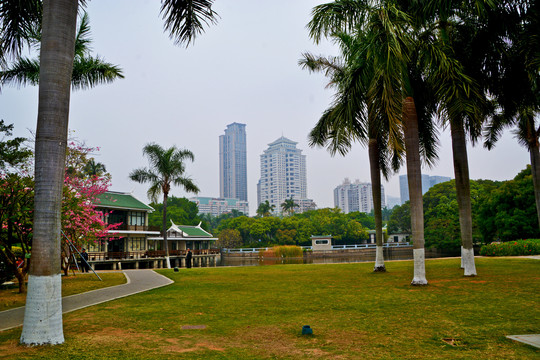 绿树草地风景