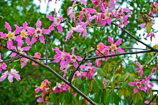 紫荆花