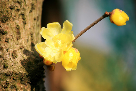 蜡梅花