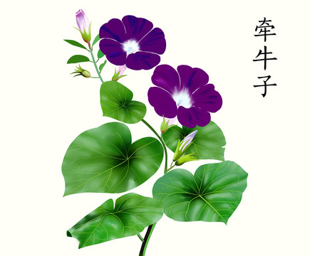 牵牛子喇叭花手绘