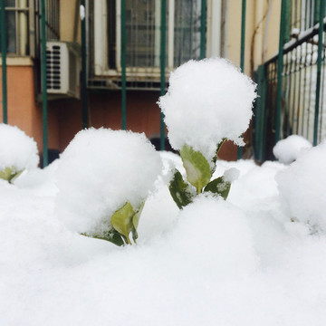 社区的雪景