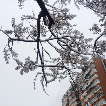 社区的雪景