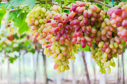 葡萄藤上成熟的葡萄提子美人指