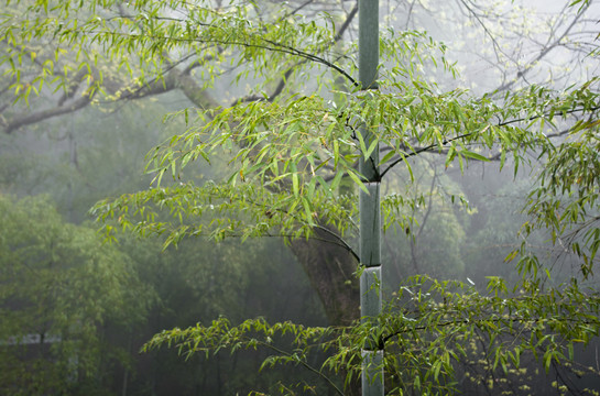 雨中绿竹