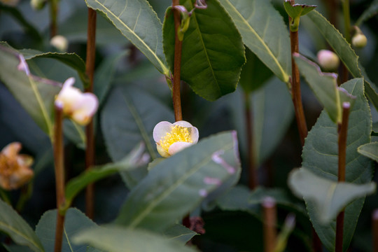 龙井茶